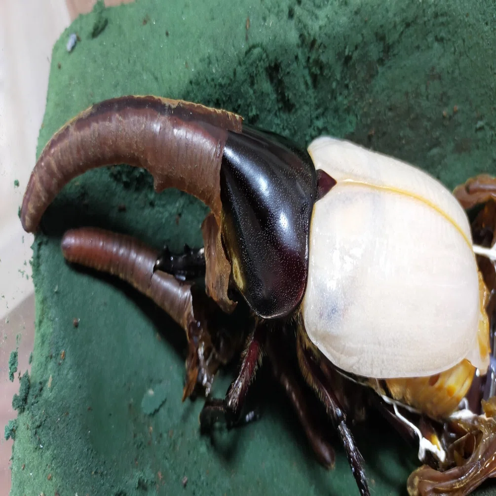 ヘラクレスオオカブトの羽化｜かめのめーめ