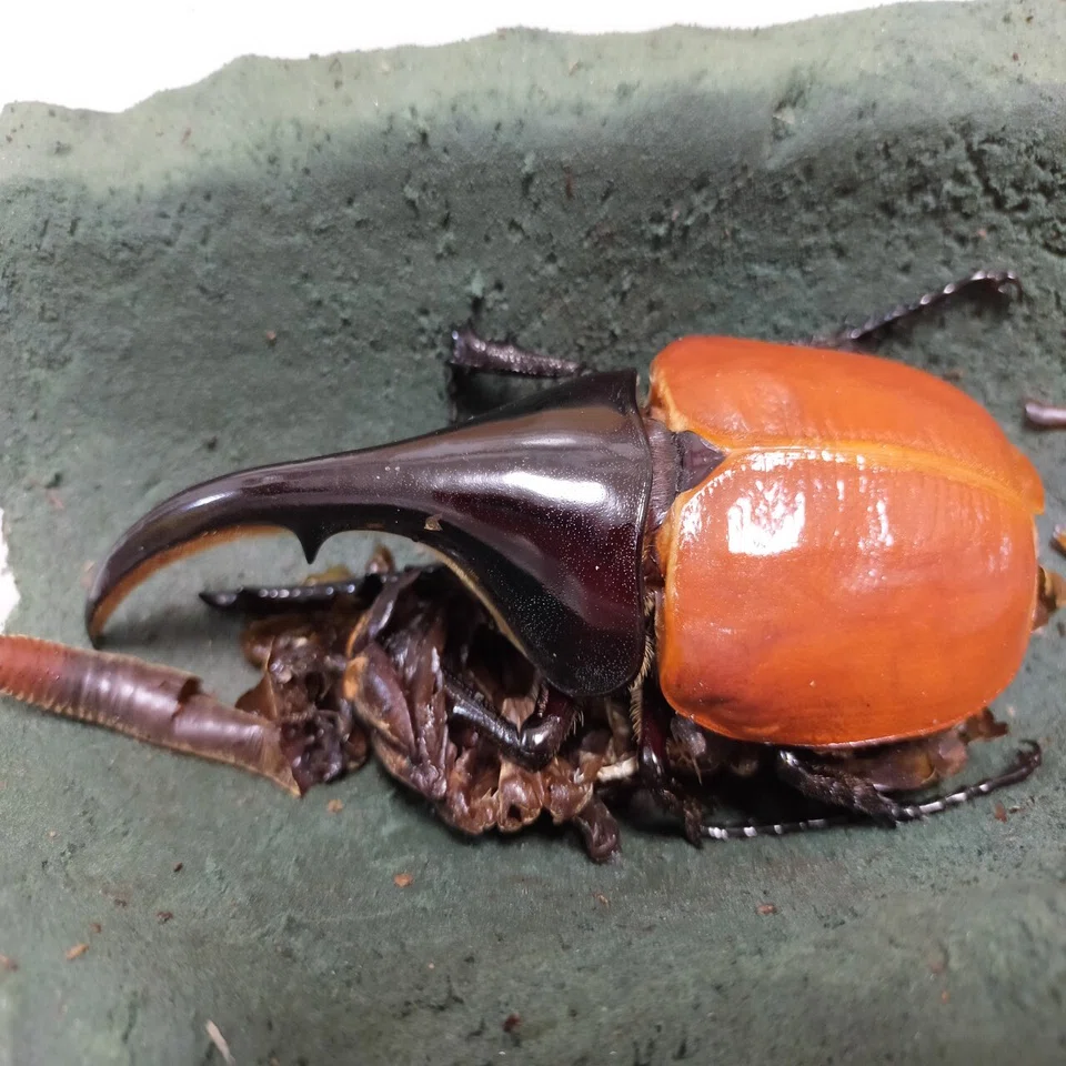 ヘラクレスオオカブトの羽化｜かめのめーめ