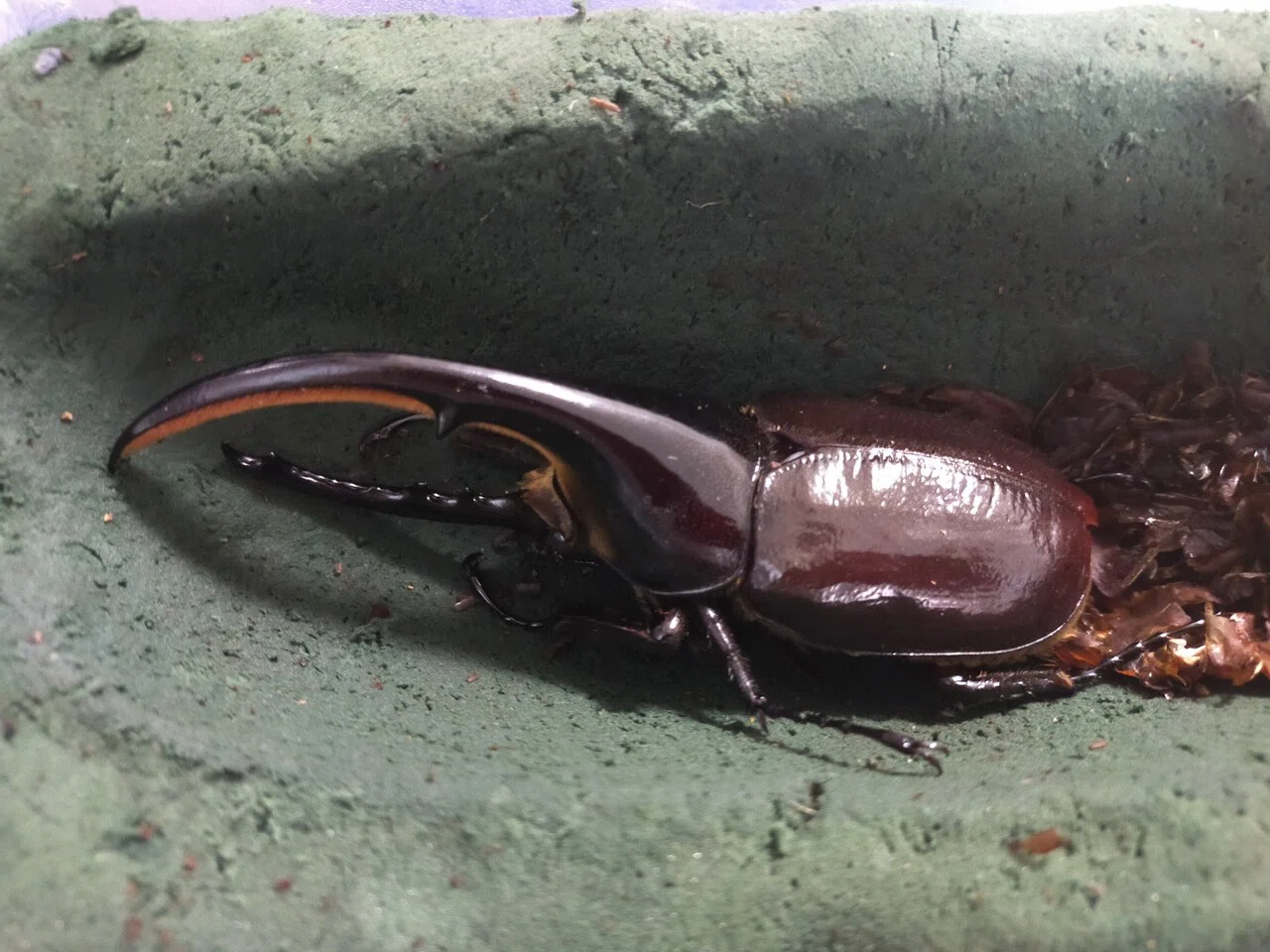 ヘラクレスオオカブトの羽化｜かめのめーめ