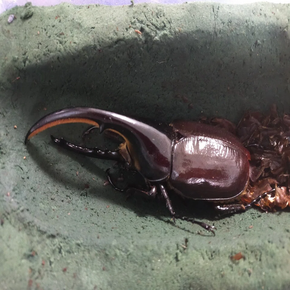 ヘラクレスオオカブトの羽化｜かめのめーめ