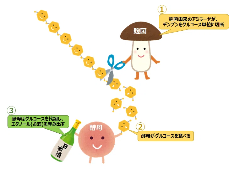 酒造りの科学と酒蔵インターンシップ体験談 Pokoyama Note