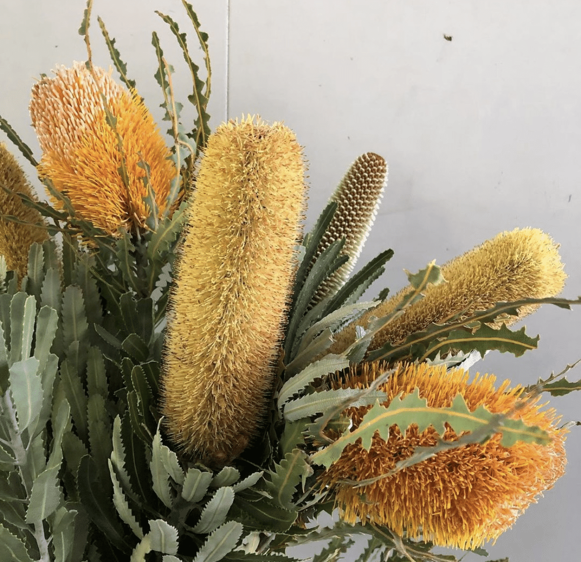 ドライフラワーにしやすいお花40選 Greenpiece Note ドライフラワーにしやすいお花40選 Greenpiece Note