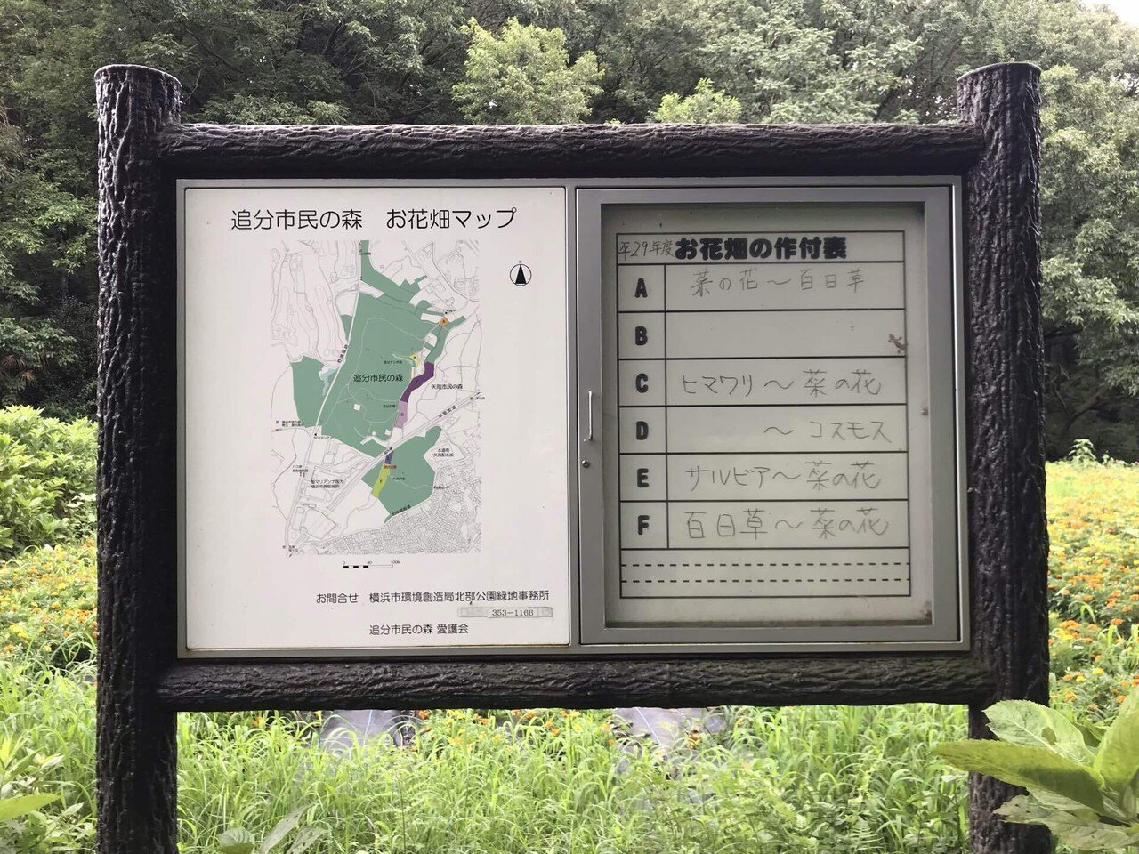 横浜市追分市民の森 花畑 菜の花 向日葵 秋桜 絶景リレーに行こう Kirin Melonの社会科見学 Note