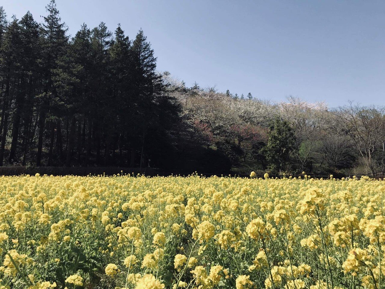 横浜市追分市民の森 花畑 菜の花 向日葵 秋桜 絶景リレーに行こう Kirin Melonの社会科見学 Note