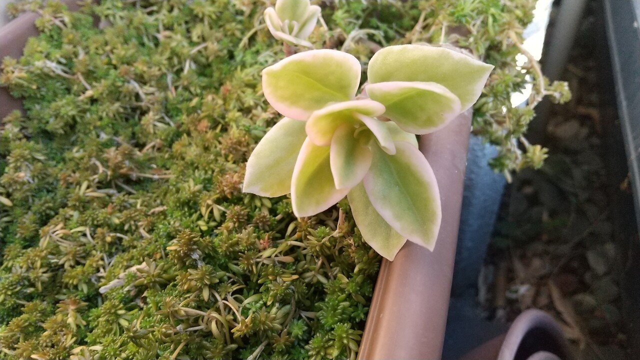 ベビーサンローズ めいず Note