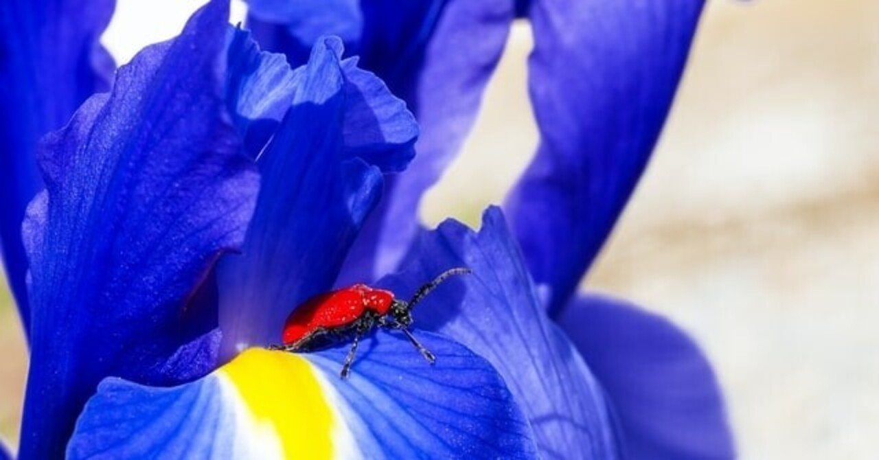 HADを使ってみた：11.t検定｜Almond Fish（小酒井基文）