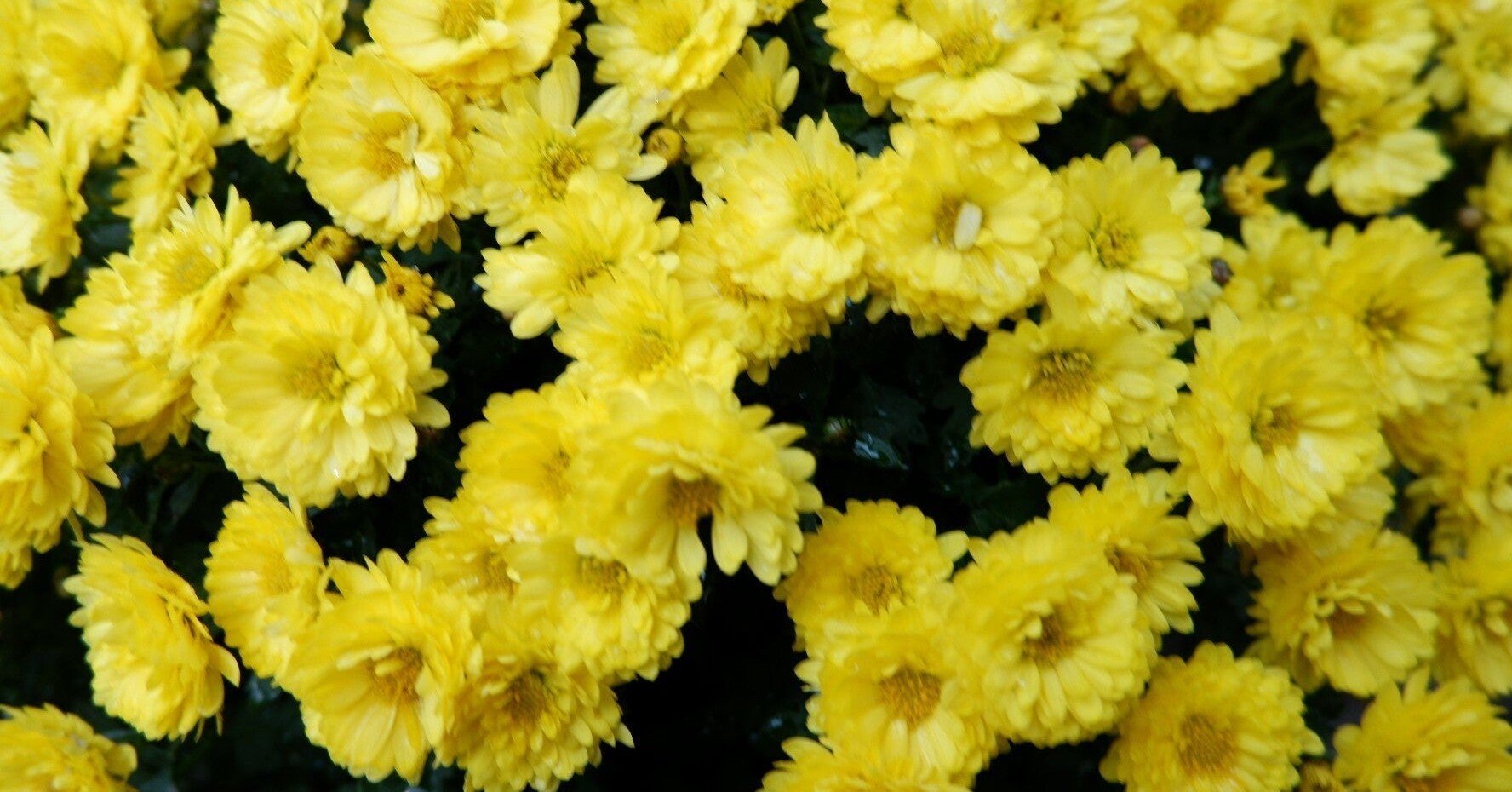 花束みたいな恋をした これは 恋愛映画ではない ねずみいるか Note