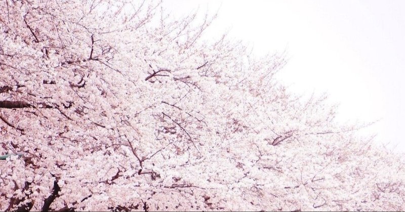 桜の画集　コンテストバージョン