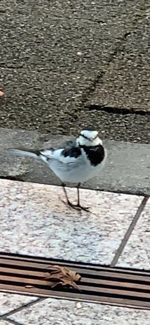 この鳥の名前教えて の新着タグ記事一覧 Note つくる つながる とどける この鳥の名前教えて の新着タグ記事一覧 Note つくる つながる とどける