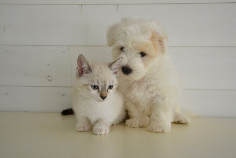 飼い主向け 愛犬 愛猫がハチ アリに噛まれた 刺された 分かりやすく獣医師が解説 Vet1013 Note