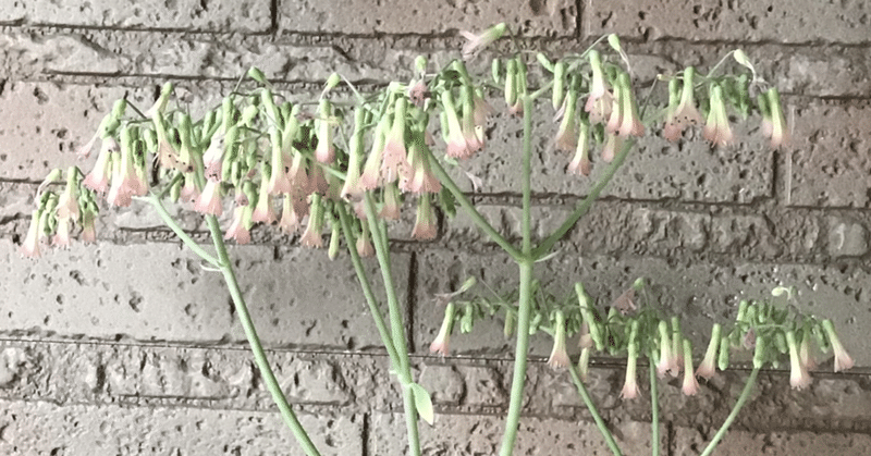 子宝草の花 の新着タグ記事一覧 Note つくる つながる とどける