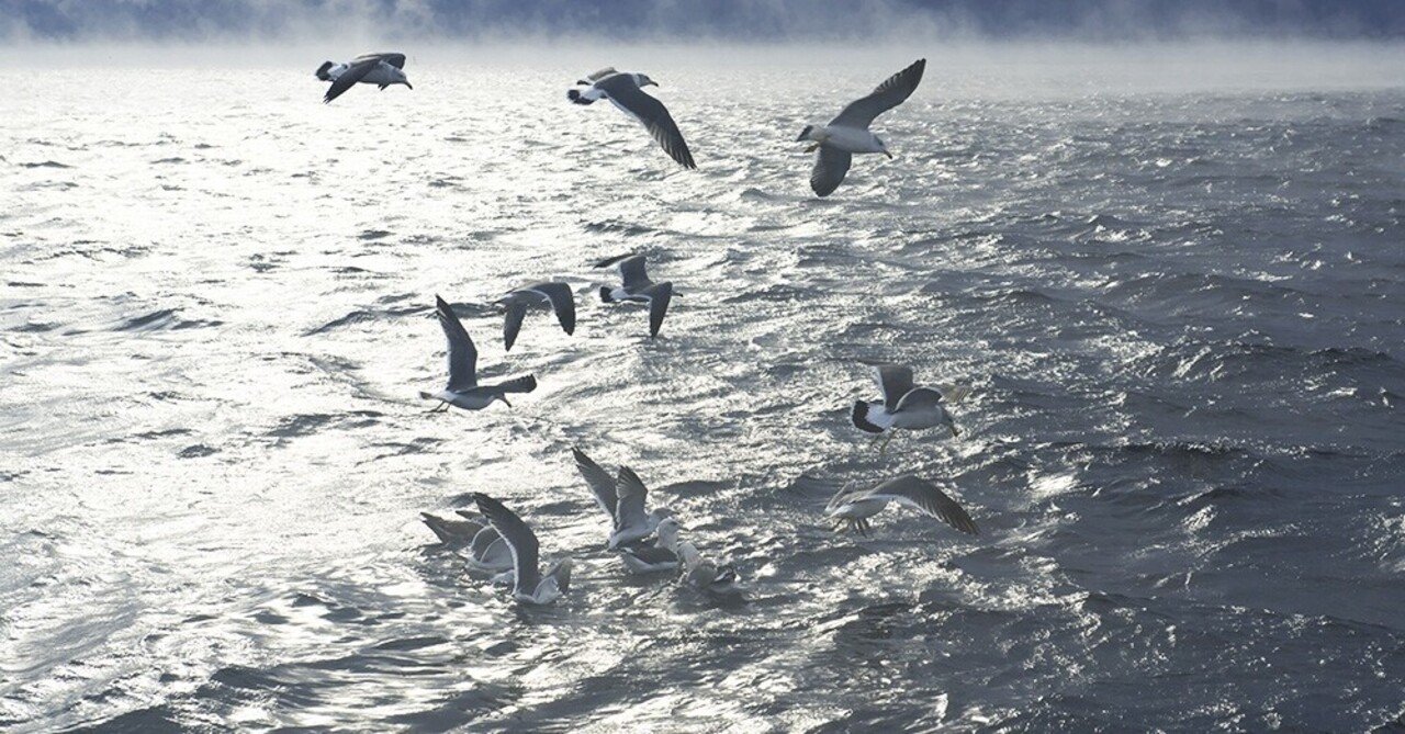 海鳥を巡る千思万考 Salt N Light Taki Note