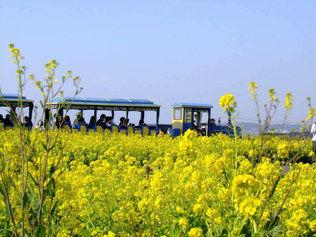 菜の花畑を行く ロードトレイン 神奈川県横須賀市 ソレイユの丘 Popodoll Note