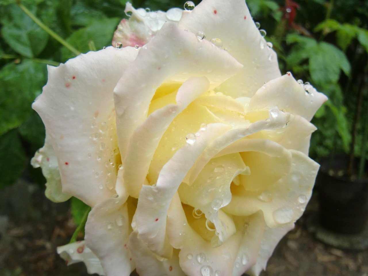 ウリエル 河本薔薇園のヘブンシリーズの一つ 戦いの天使だ 蕾も咲き始めも尖った雰囲気のフォルムに燃えるような黄色 今日は既に褪せている ルシファーもガブリエルも 幾度も枯らせてしまった 足袋猫 Note