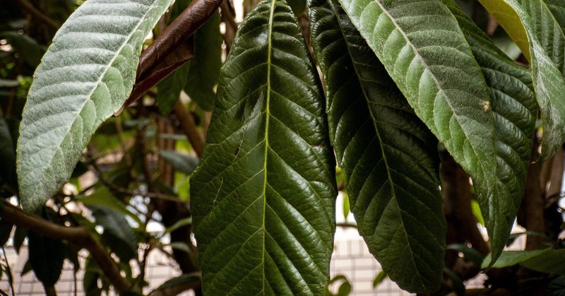 びわの葉こんにゃく温湿布しています アラタフミナ Note