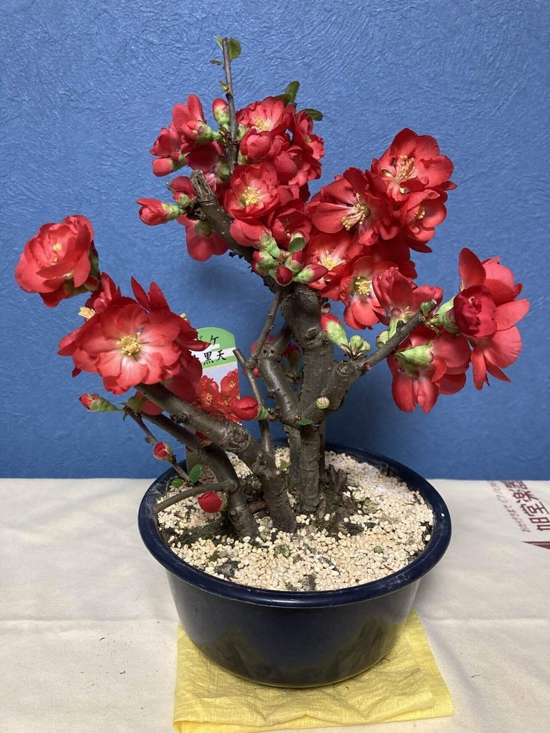 京都ぼけそく 2月17日朝 昼下がりのにゃんこ A Naughty Cat In The Afternoon Note