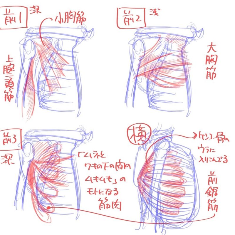 肩と胸のつながり