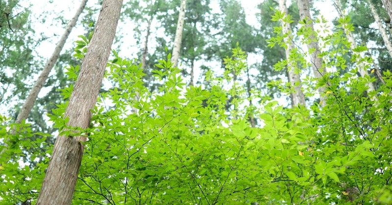 心とからだ 香りでリラックスできるのはなぜ 香りがもつ力を紹介 Jiwajiwa じわじわ Note