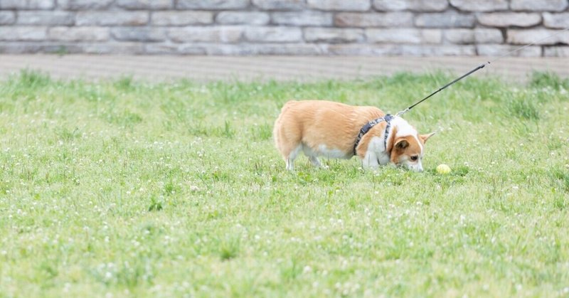小型犬は散歩いらないよ に騙されないで 散歩と食事が健康の秘訣 福岡舞 Note