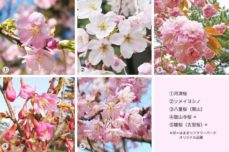 桜の写真_note用_8257_marked