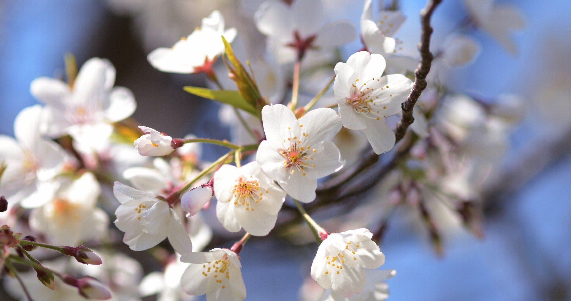 浜松生まれの蒲冠者 源範頼の伝説残る蒲ザクラ 広報はままつ３月号のこぼればなし 浜松市公式note