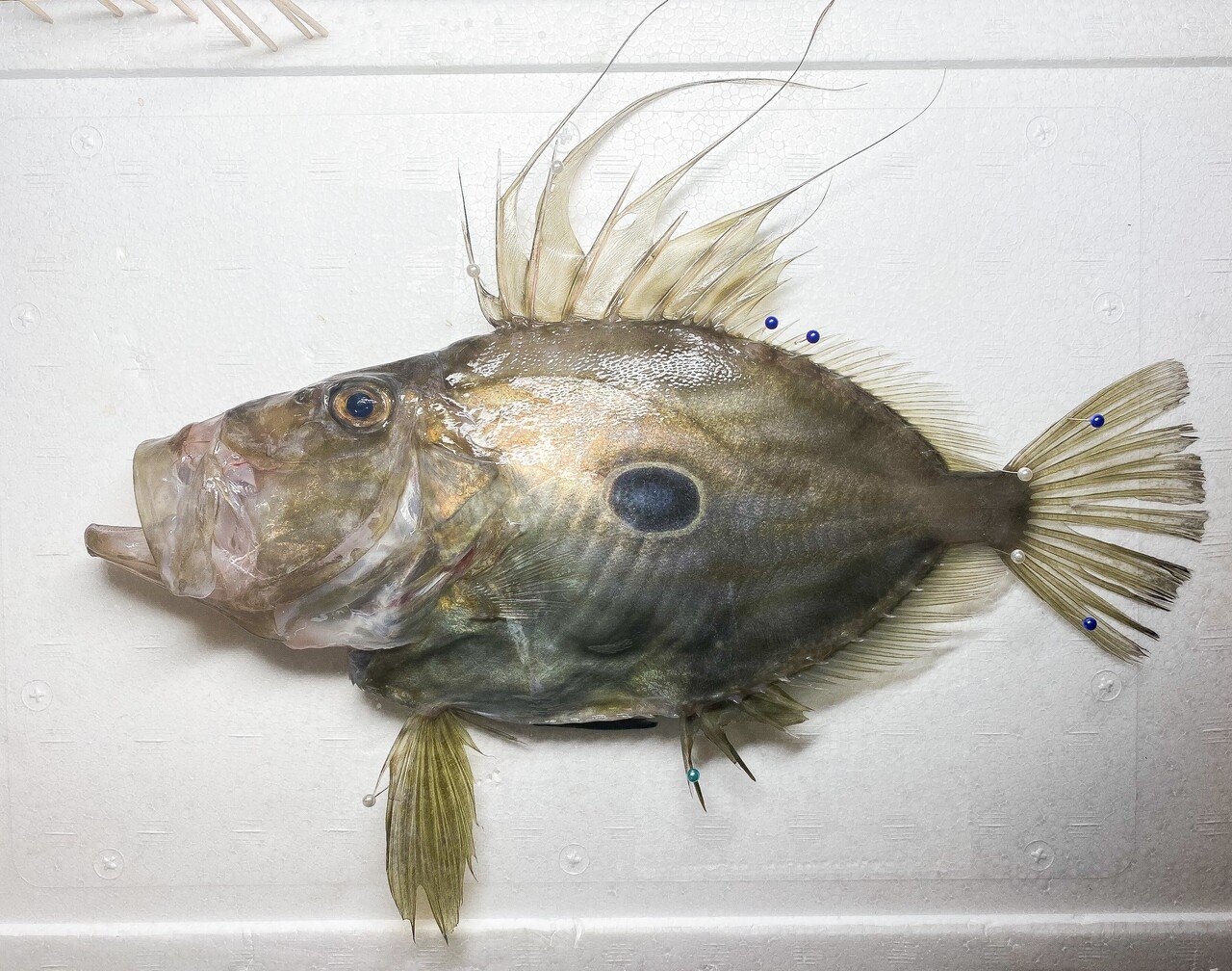 魚料理写真館vol 2 マトウダイ とと日誌 Note 魚料理写真館vol 2 マトウダイ とと日誌 Note