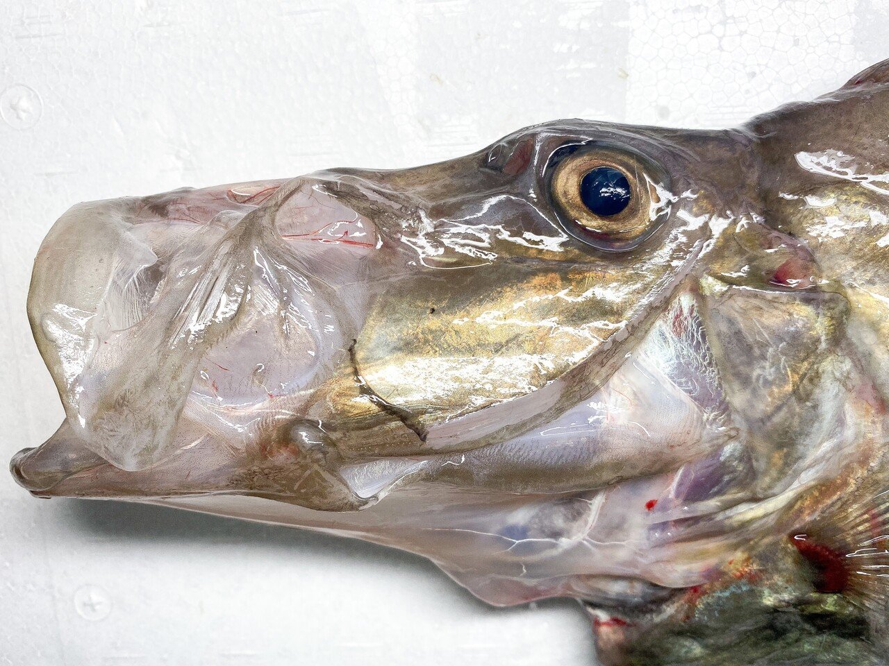 魚料理写真館vol 2 マトウダイ とと日誌 Note 魚料理写真館vol 2 マトウダイ とと日誌 Note