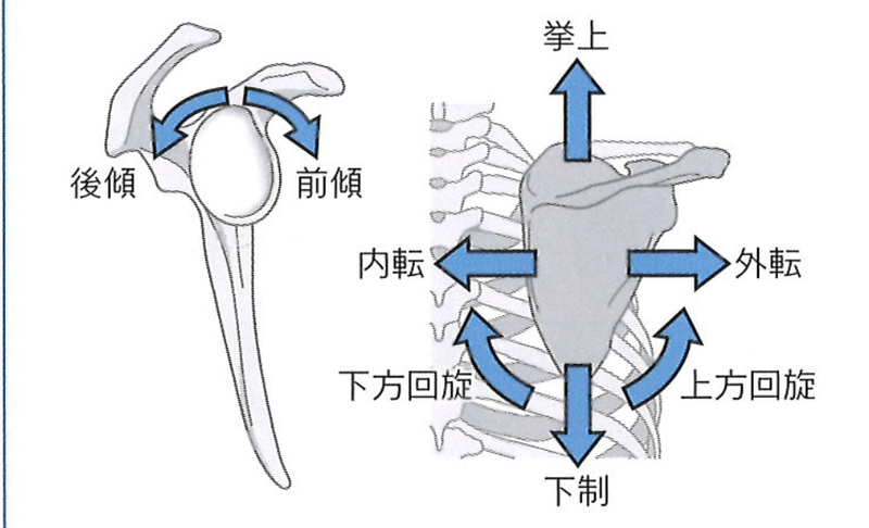 肩甲骨を動かせ エクササイズ ６種 紹介 さかもと 陸上競技トレーナー Note