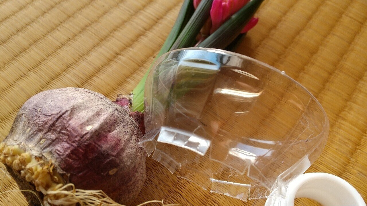 今年もヒヤシンスの水栽培 Masatarou Note