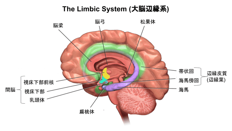 大脳辺縁系