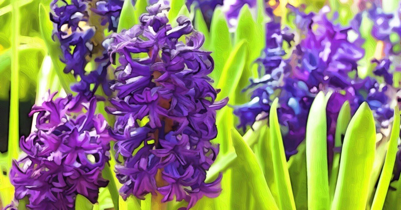 2月17日 誕生花は紫色夜香蘭 誕生花短歌 御子柴 流歌 Note 2月17日 誕生花は紫色夜香蘭 誕生花短歌 御子柴 流歌 Note