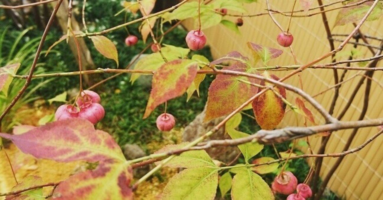 雑木の庭の低木 ツリバナ 秋になりぶら下がった赤い実が付き