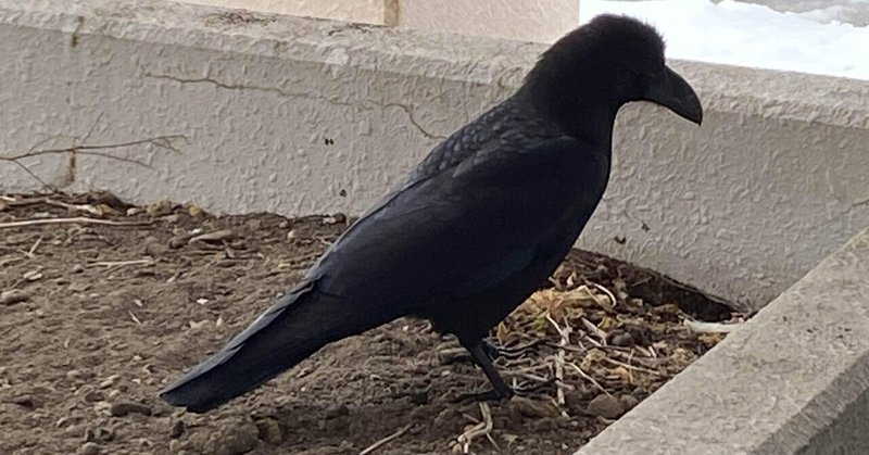 カラスが一羽 札幌市の訪問看護ステーションchouette シュエット Note