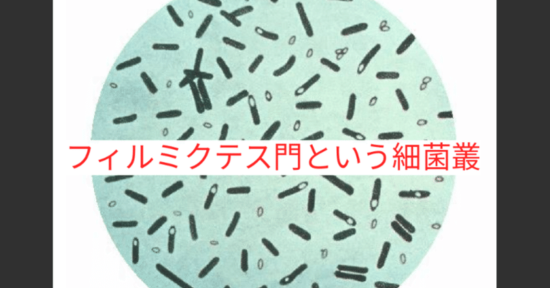 【noteで学ぶ腸内細菌17：『デブ菌』と呼ばれるフィルミクテス菌(門)】