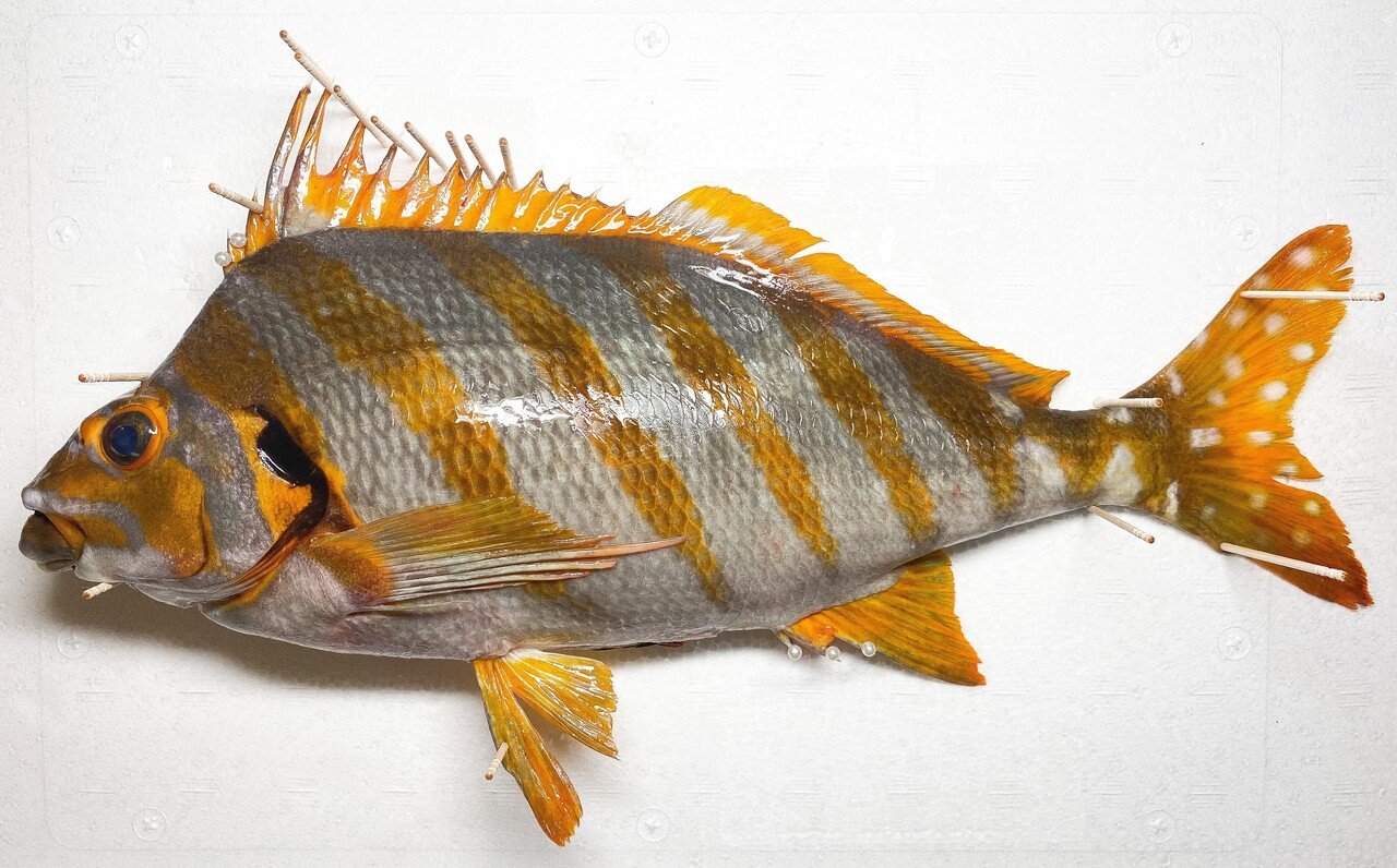 魚料理写真館vol 5 タカノハダイ とと日誌 Note 魚料理写真館vol 5 タカノハダイ とと日誌 Note