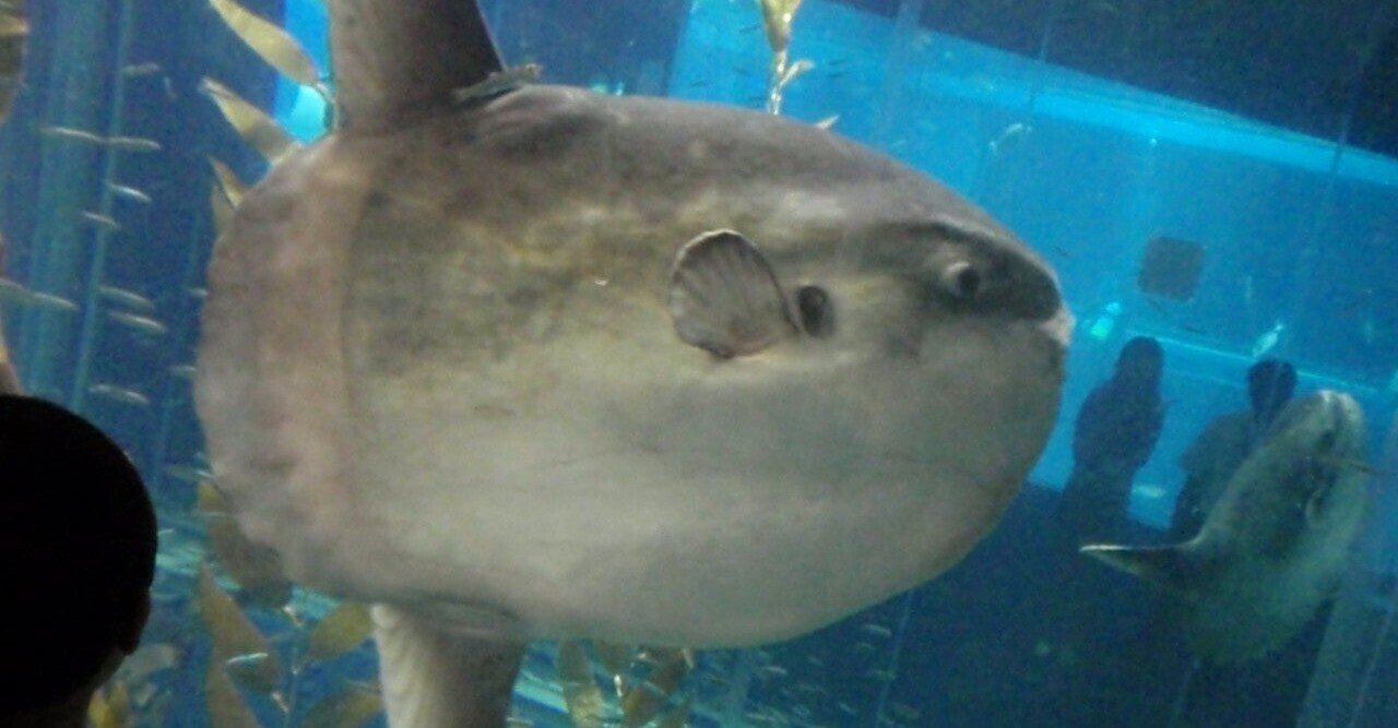 マンボウの興味深い生態 Gelate ジェレイト Note マンボウの興味深い生態 Gelate ジェレイト Note