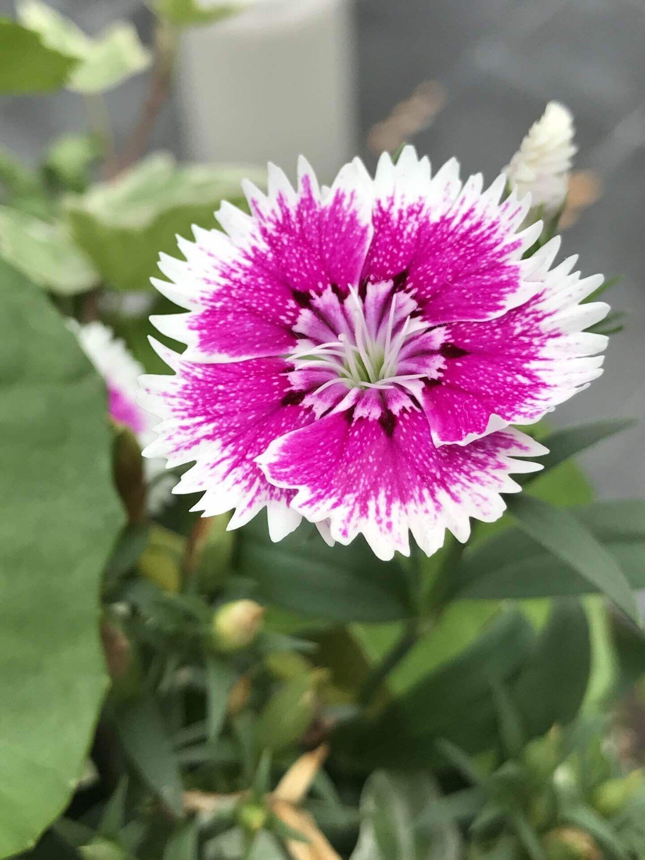 アメリカナデシコ 喜多野土竜 Note