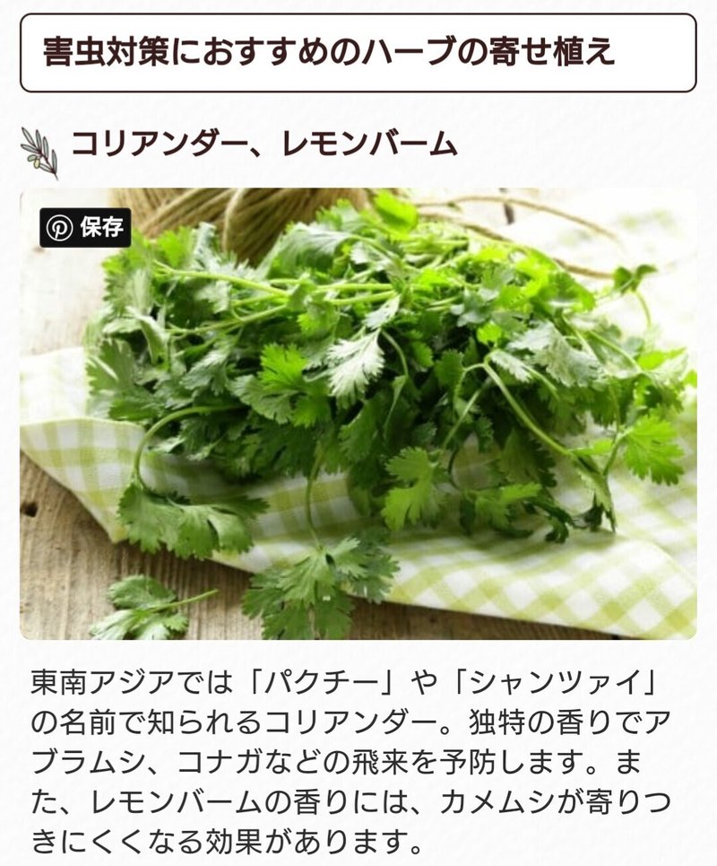 ハーブの寄せ植えについて あなごきょうりゅう Note