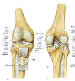 膝OAを診る上で必要な知識④靱帯、半月板｜小林 博樹