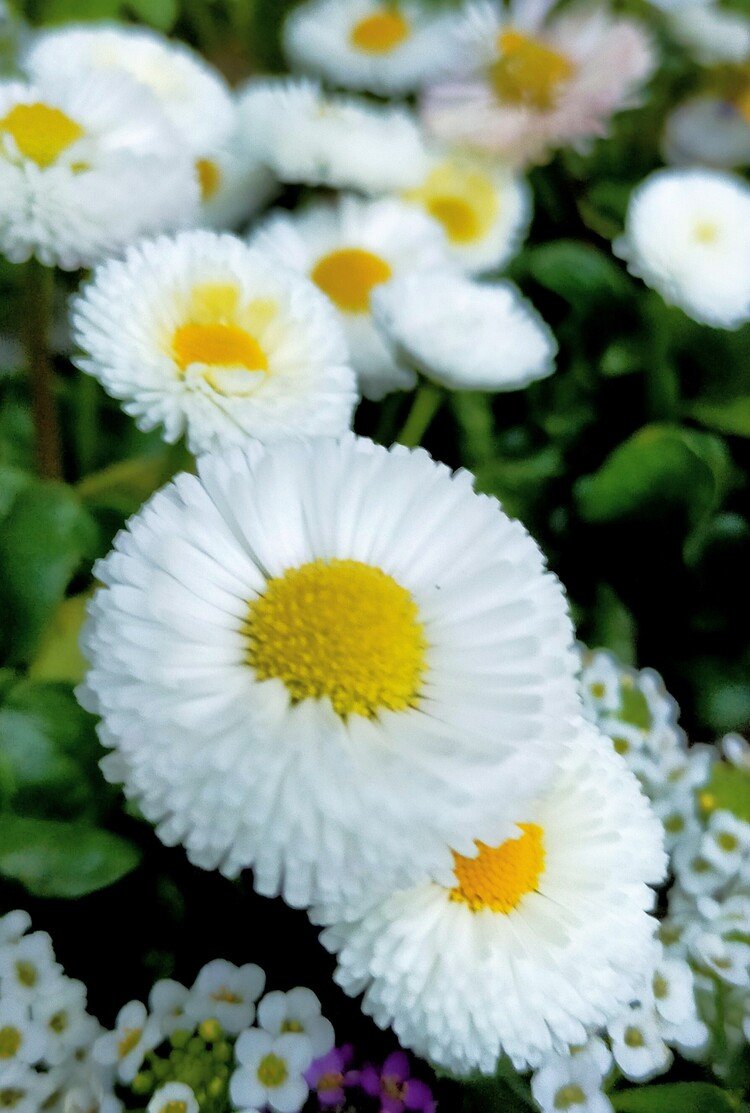 白いデイジーの花言葉無邪気 の新着タグ記事一覧 Note つくる つながる とどける