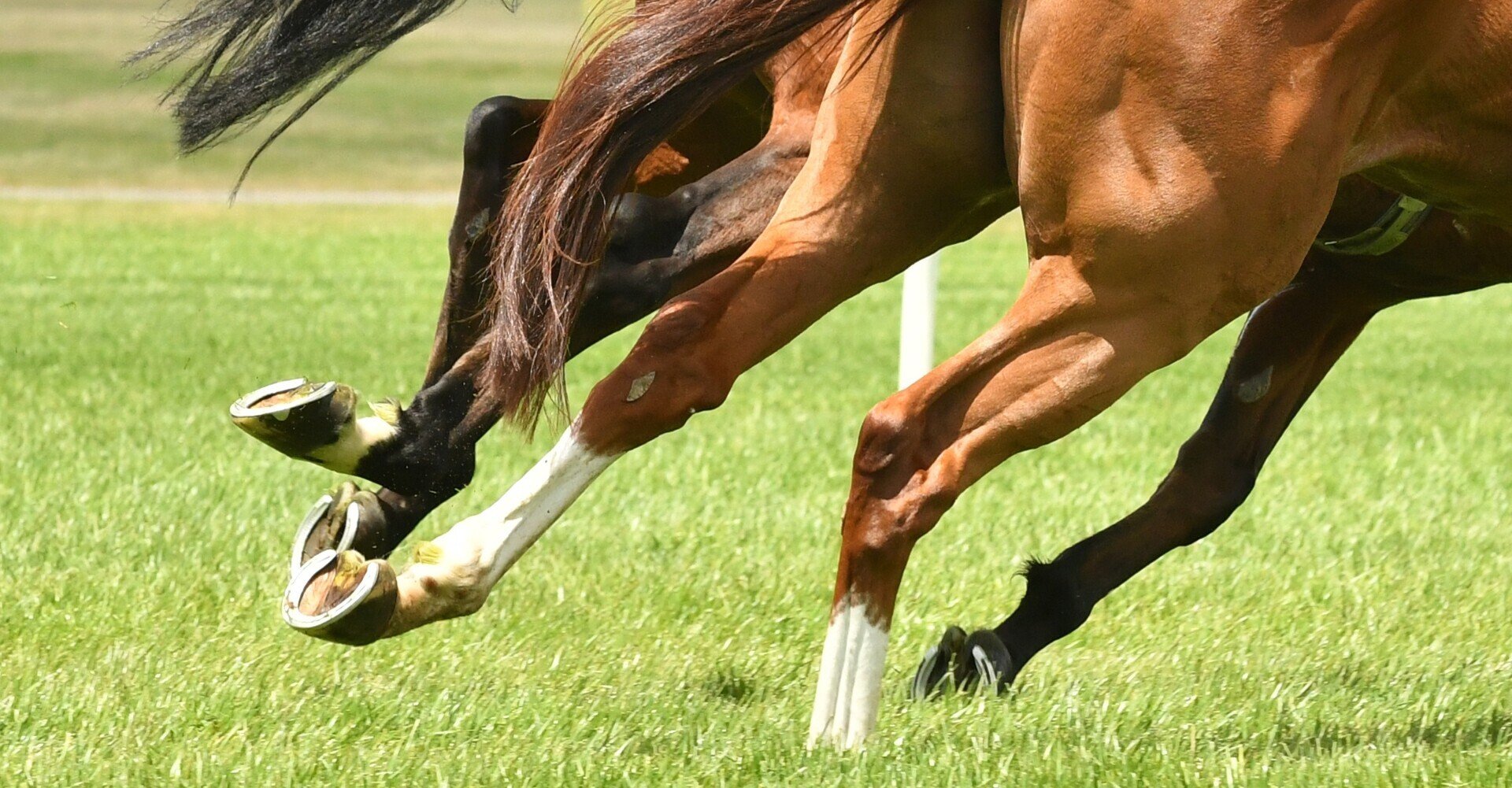 注目 父の馬体 動作の特徴 そして 子へ伝わる特徴の解説 健康で走る馬を選ぶ方法 一口馬主マスターb Note 注目 父の馬体 動作の特徴 そして 子へ伝わる特徴の解説 健康で走る馬を選ぶ方法 一口馬主マスターb Note