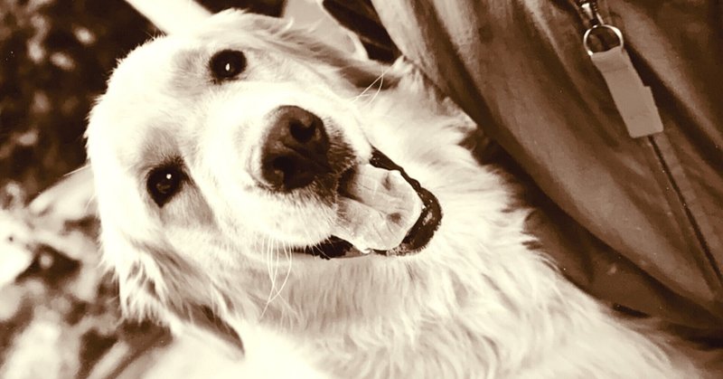 2021夢日記 ドラえもんとゴールデンレトリバー ji jyo2月18日 ji jyo note