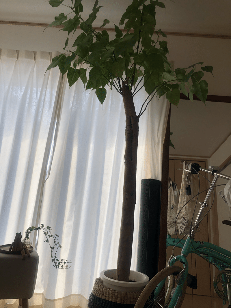 観葉植物 kokoro えみゅ Note 観葉植物 kokoro えみゅ Note