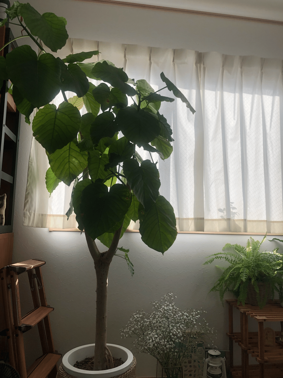 観葉植物 ｋｏｋｏｒｏ えみゅ Note