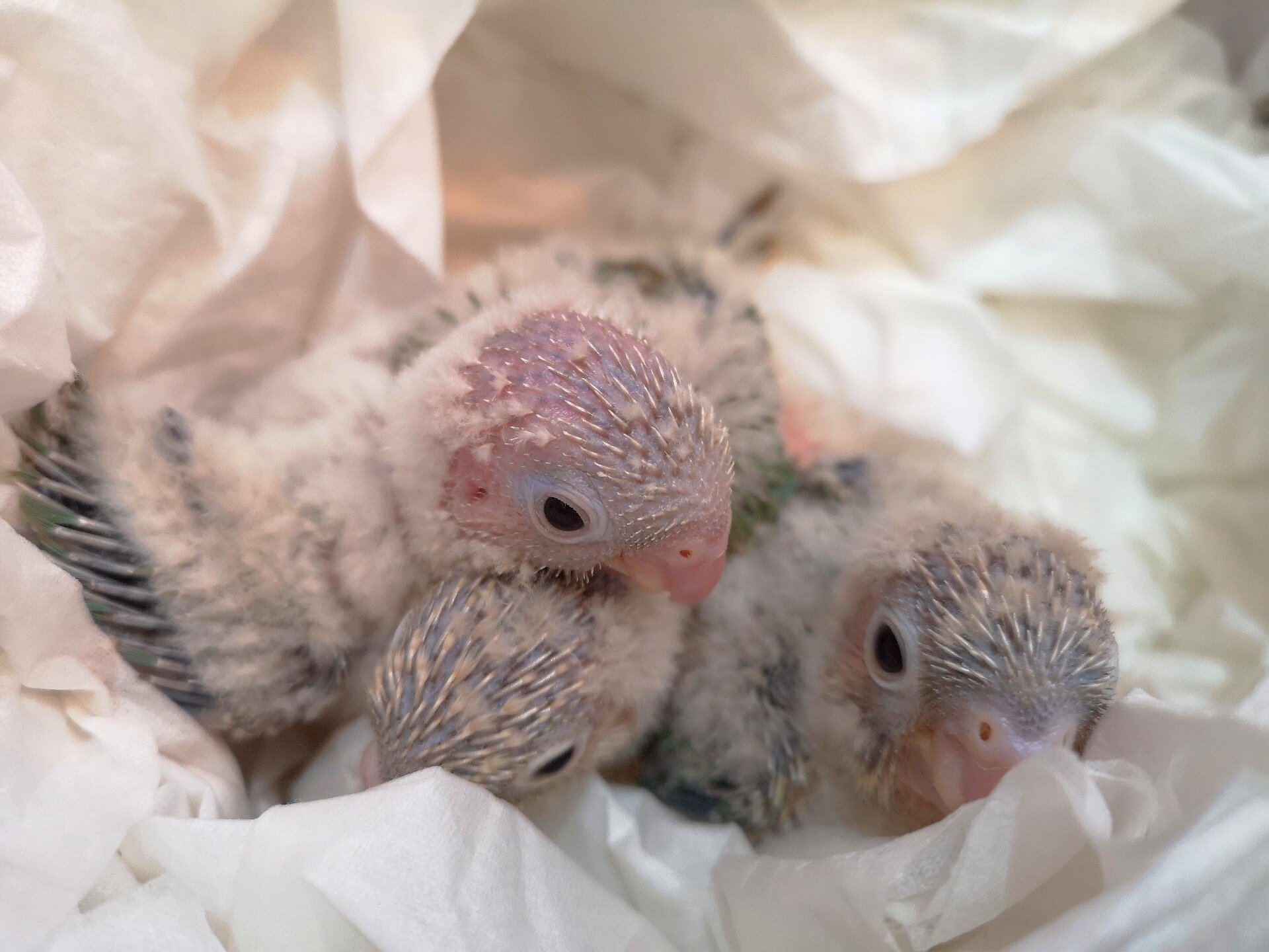 ウロコインコ 有精卵 2個