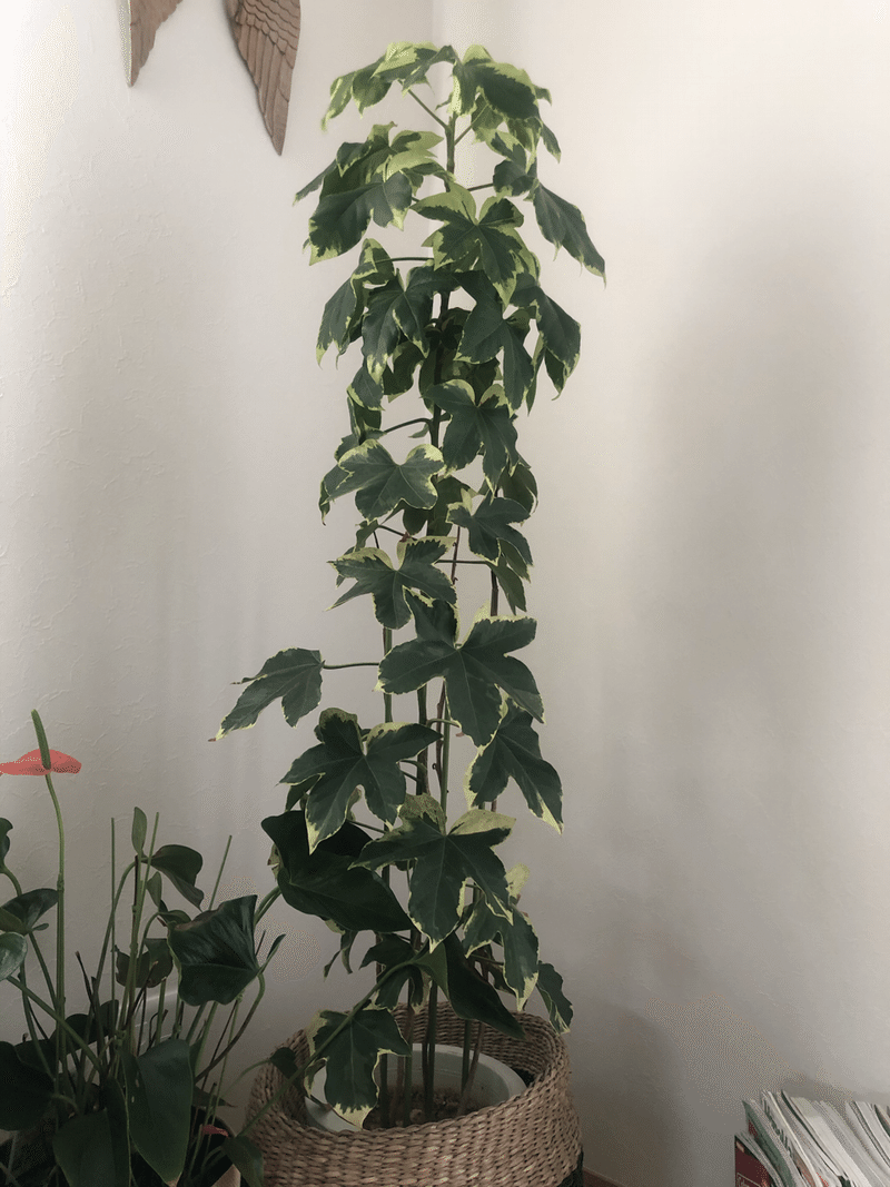 観葉植物 kokoro えみゅ Note 観葉植物 kokoro えみゅ Note