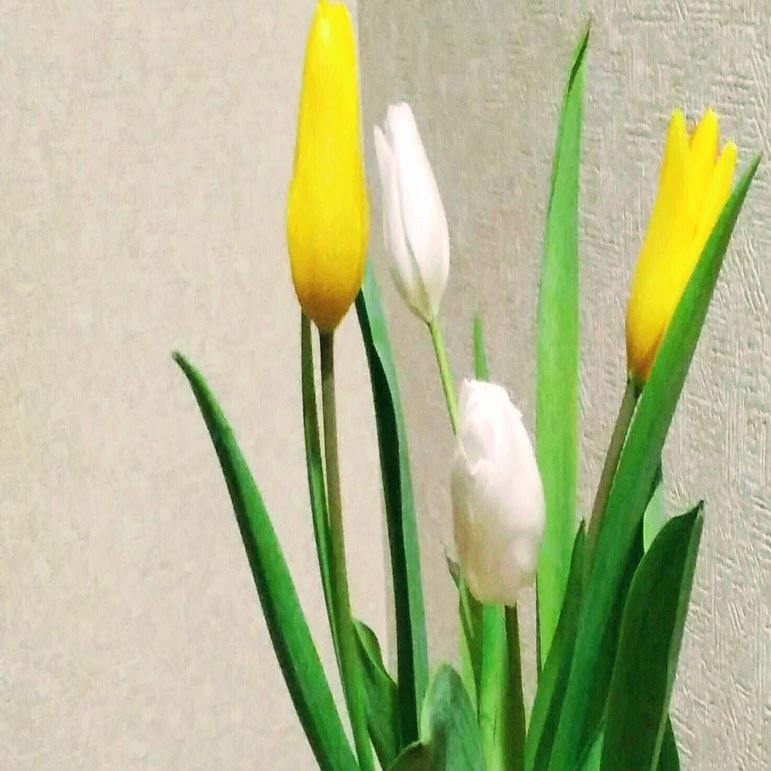 子ども 植物学 私たちはチューリップ 神戸シュタイナーハウス Note