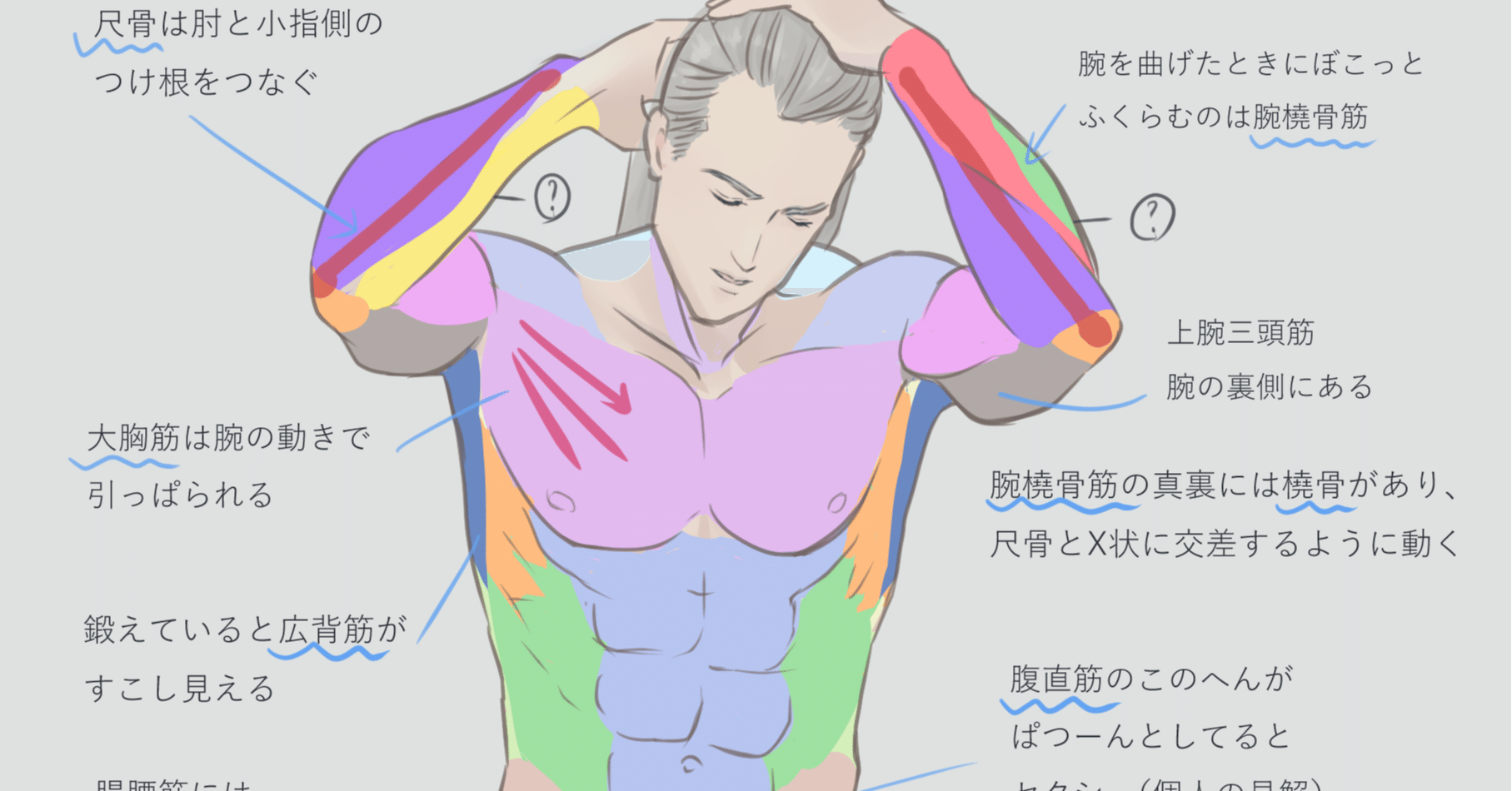 写真からの練習2 17 21 曲げた腕と上半身の筋肉 西フロイデ Note 写真からの練習2 17 21 曲げた腕と上半身の筋肉 西フロイデ Note