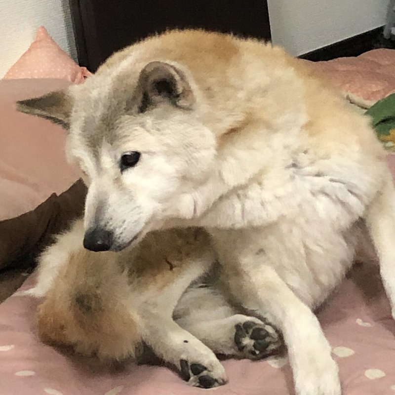 老犬アルバムや秘密結社老犬俱楽部のお話 夢ノ咲子 Note