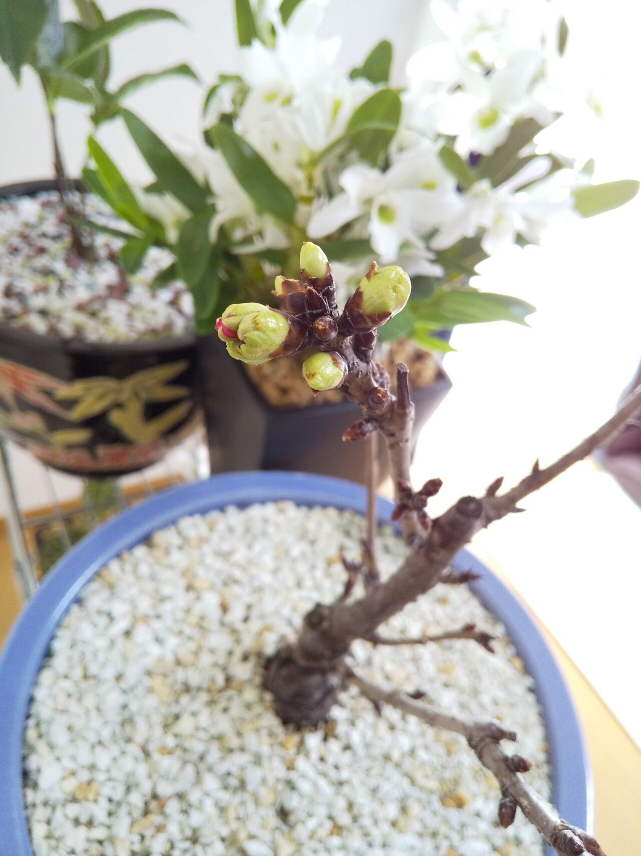 旭山桜 二度目のチャレンジ 成長過程の写真つき 大谷レキオ Note 旭山桜 二度目のチャレンジ 成長過程の写真つき 大谷レキオ Note